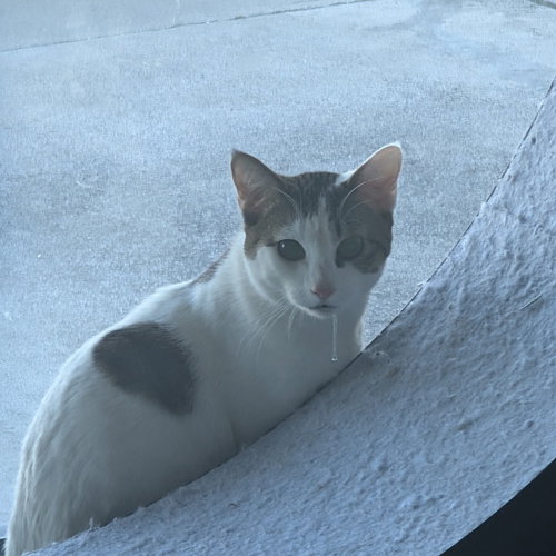 PAOLO, an adoptable Domestic Short Hair in Chico, CA