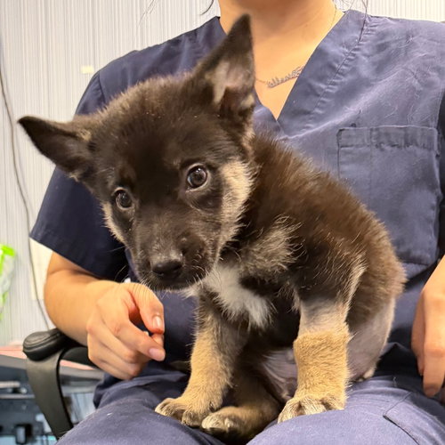 SHARKY, an adoptable German Shepherd Dog in Chico, CA