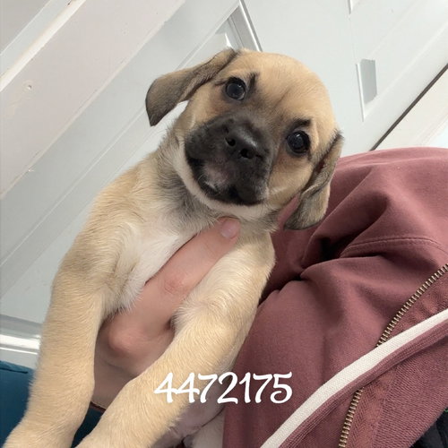 JAZZ, an adoptable Pug in Chico, CA