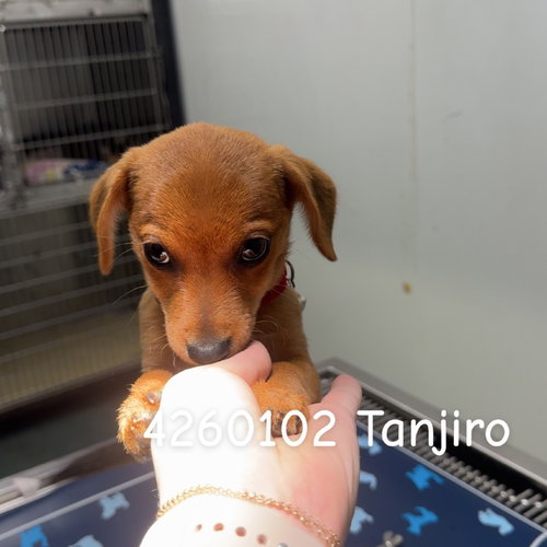 TANJIRO, an adoptable Chihuahua in Chico, CA