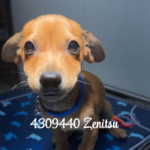 ZENITSU, an adoptable Chihuahua in Chico, CA
