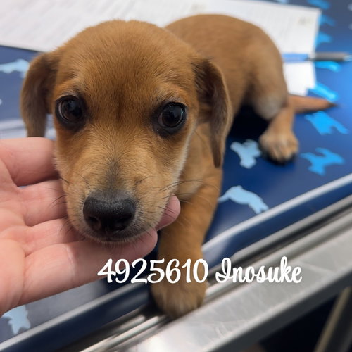 INOSUKE, an adoptable Chihuahua in Chico, CA