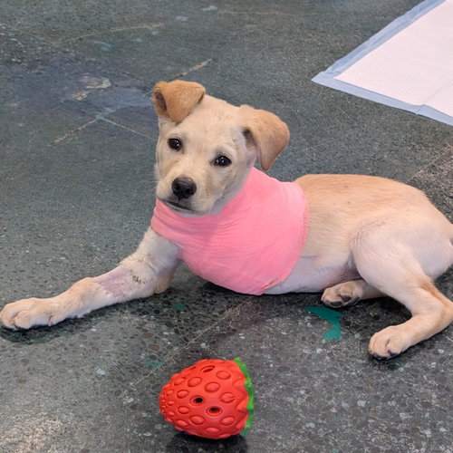 TULA, an adoptable Yellow Labrador Retriever in Chico, CA