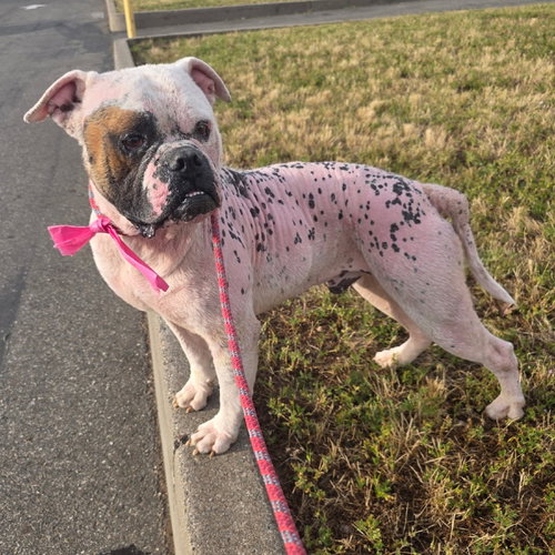 BEBO, an adoptable Bulldog in Chico, CA