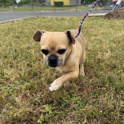 COCO PEANUT, an adoptable Pug in Chico, CA