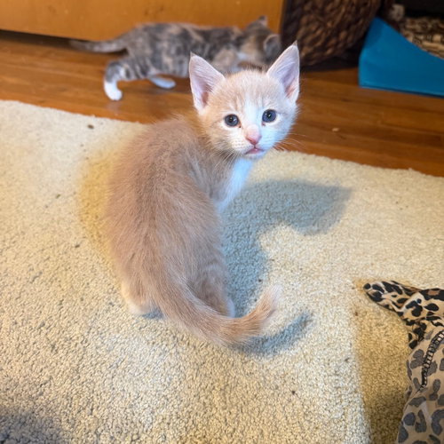 HANNAH MONTANA, an adoptable Domestic Short Hair in Chico, CA