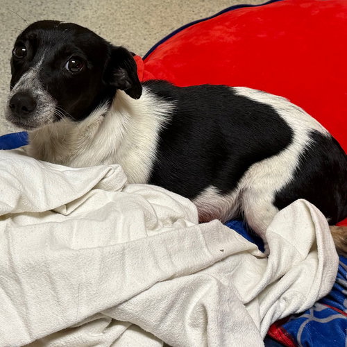 ATHENA, an adoptable Rat Terrier in Chico, CA