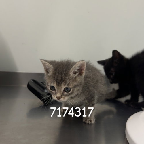 DECKARD, Baby Domestic Short Hair, cat for adoption in Yuba City, California