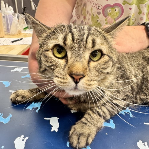 LEIA, Domestic Short Hair, cat for adoption in Yuba City, California