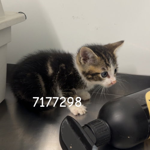 RIDDICK, Domestic Short Hair, cat for adoption in Yuba City, California