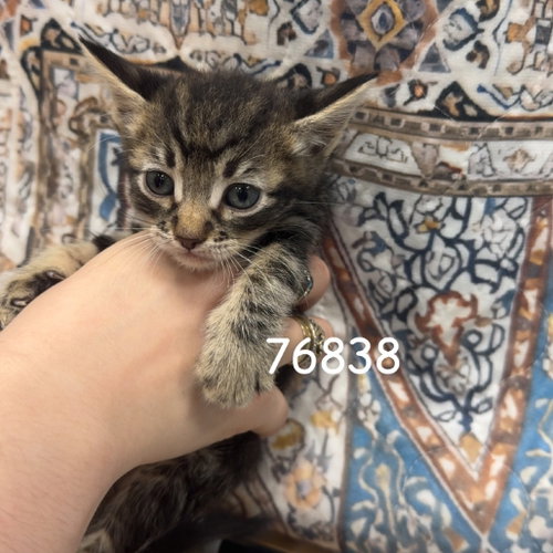 ROMEO, Baby Domestic Short Hair, cat for adoption in Yuba City, California