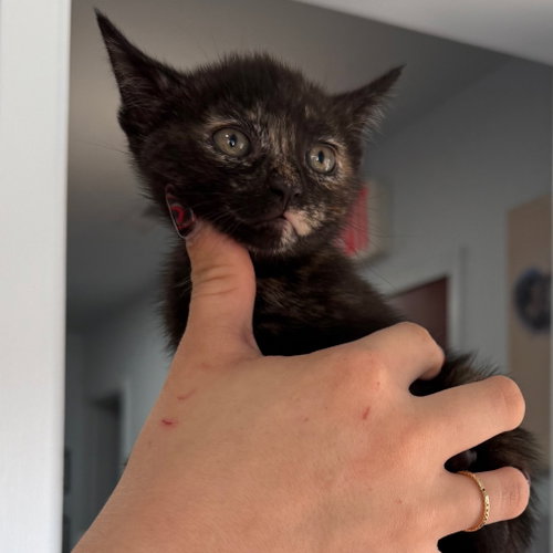 ALEX, an adoptable Domestic Short Hair in Chico, CA