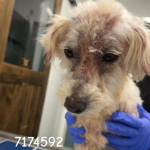 BONGO, an adoptable Fox Terrier in Chico, CA