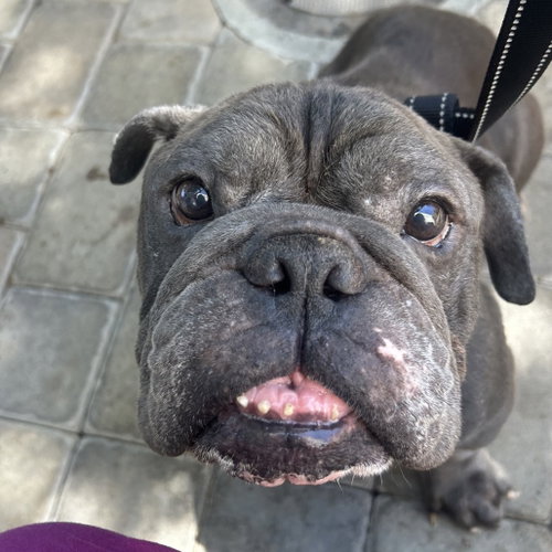 BORRIS, an adoptable English Bulldog in Chico, CA