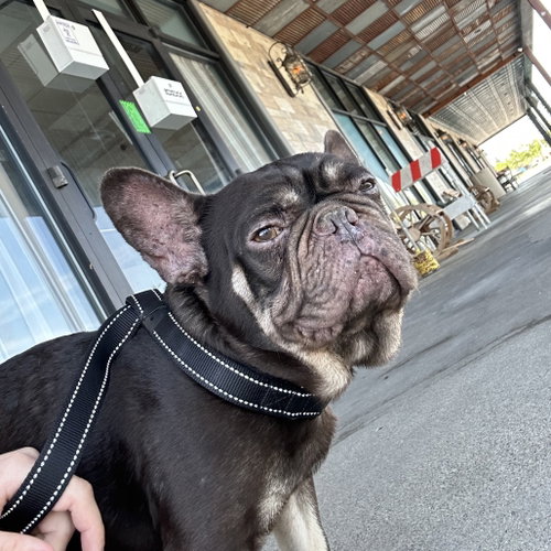 BRADFORD, an adoptable French Bulldog in Chico, CA