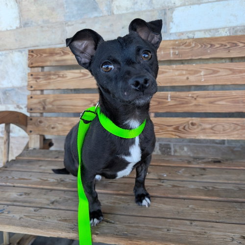CASH, an adoptable Chihuahua in Chico, CA