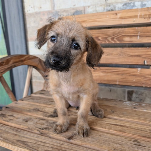 ANKA, an adoptable Schnauzer in Chico, CA