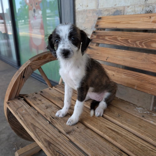 FRIEDA, an adoptable Schnauzer in Chico, CA