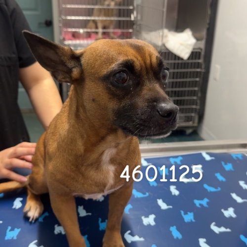 GINA, an adoptable Chihuahua in Chico, CA