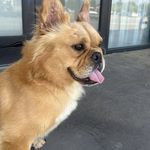 GUMMLEY, an adoptable French Bulldog in Chico, CA