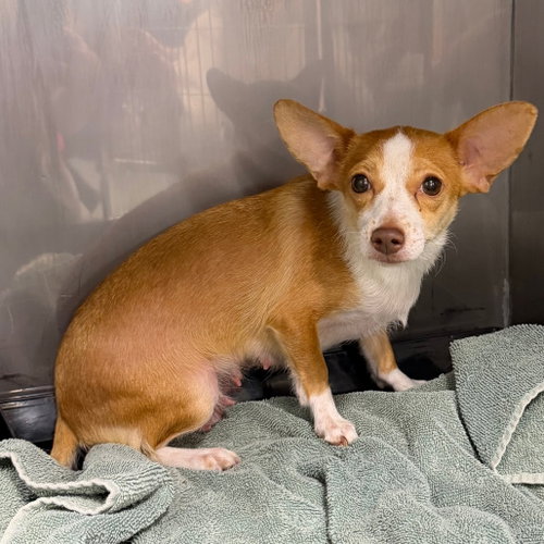 ICE CREAM, an adoptable Chihuahua in Chico, CA