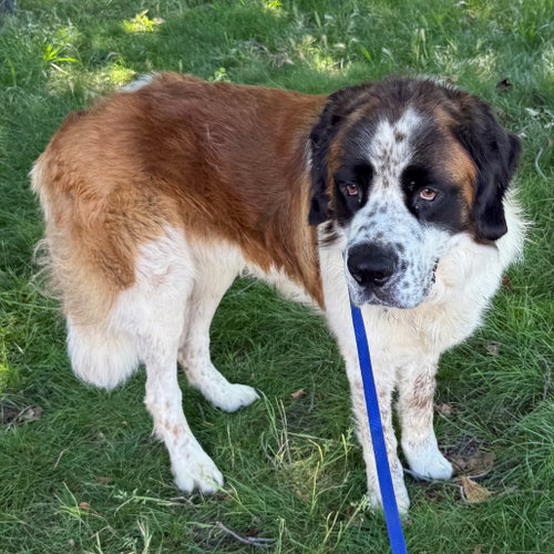 IGRIS, an adoptable Saint Bernard in Chico, CA