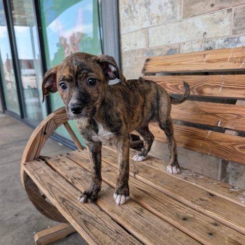 LIESEL, an adoptable Schnauzer in Chico, CA