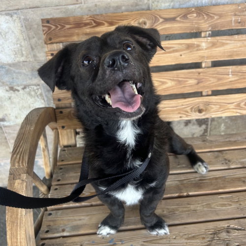 MAUI, an adoptable Spaniel in Chico, CA