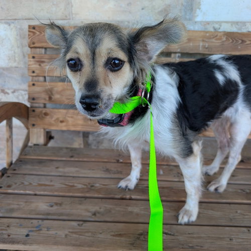 MAYLEE, an adoptable Spaniel in Chico, CA