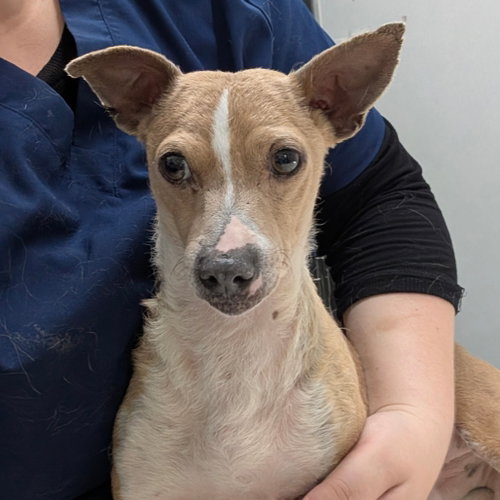 MISSY, an adoptable Chihuahua in Chico, CA