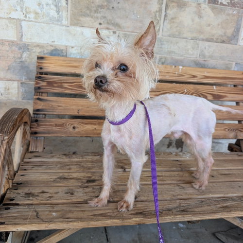 PEANUT, an adoptable Yorkshire Terrier Yorkie in Chico, CA