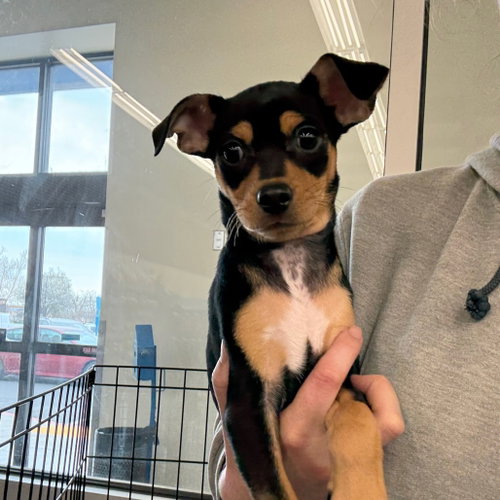 BENITO, an adoptable Dachshund in Chico, CA