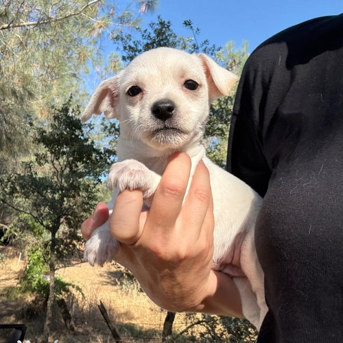 BIRDIE, an adoptable Chihuahua in Chico, CA