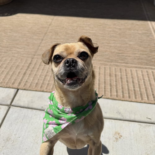 Coco Peanut