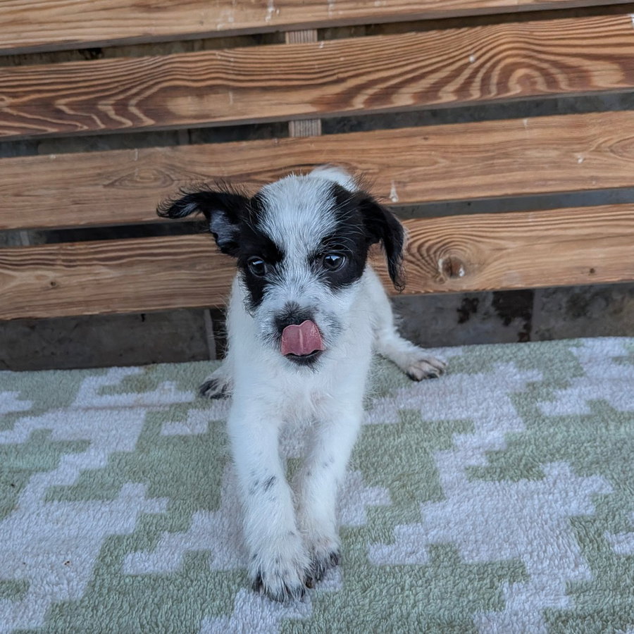 DARCY