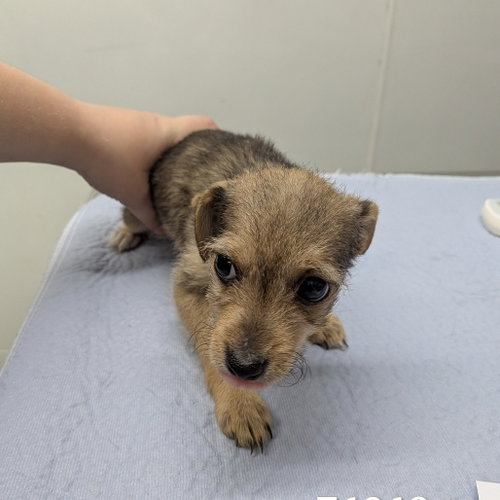 HELENA, an adoptable Chihuahua in Chico, CA