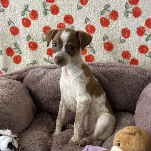 IONE, an adoptable Chihuahua in Chico, CA