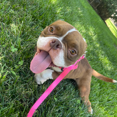 JEANNIE, an adoptable English Bulldog in Chico, CA