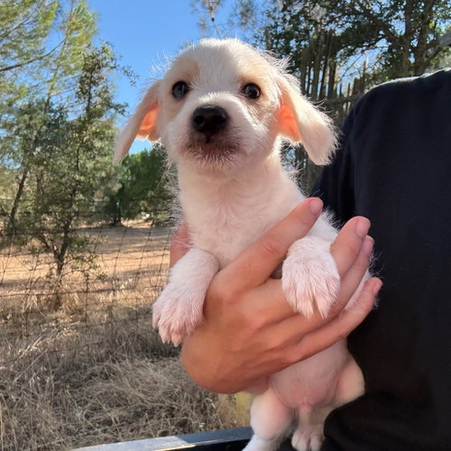RUPERT, an adoptable Chihuahua in Chico, CA