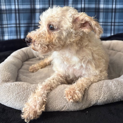 KORIE, an adoptable Poodle in Chico, CA