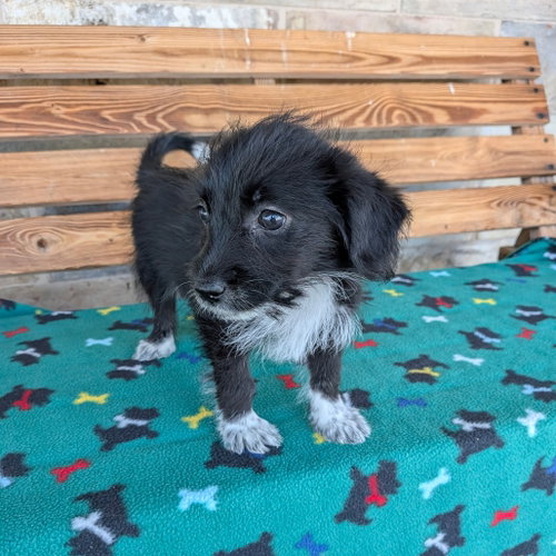 LINCOLN, an adoptable Poodle in Chico, CA