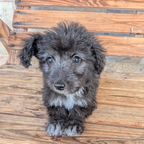 RALEIGH, an adoptable Poodle in Chico, CA