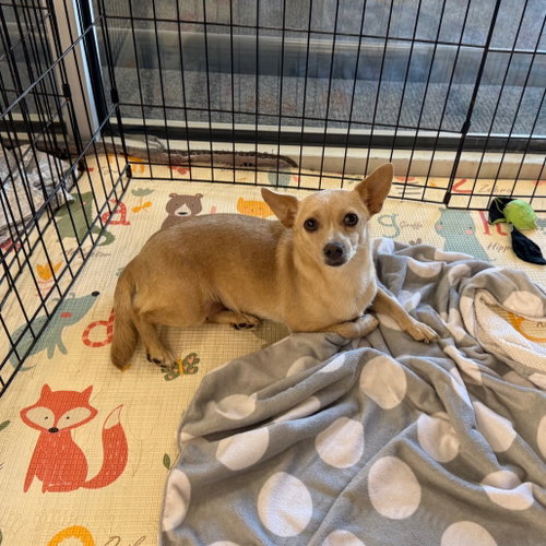 LUNARA, an adoptable Dachshund in Chico, CA