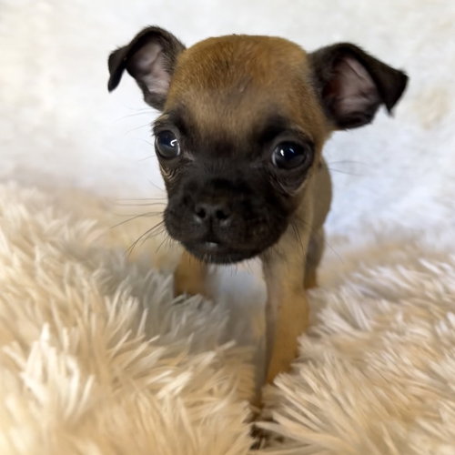 SAFFRON, an adoptable Pug in Chico, CA