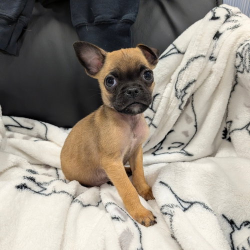 CLOVER, an adoptable Pug in Chico, CA