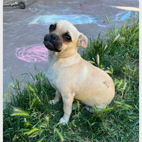 PEACHY, an adoptable Pug in Chico, CA