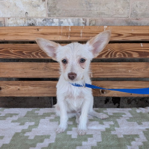 PECAN, an adoptable Terrier in Chico, CA