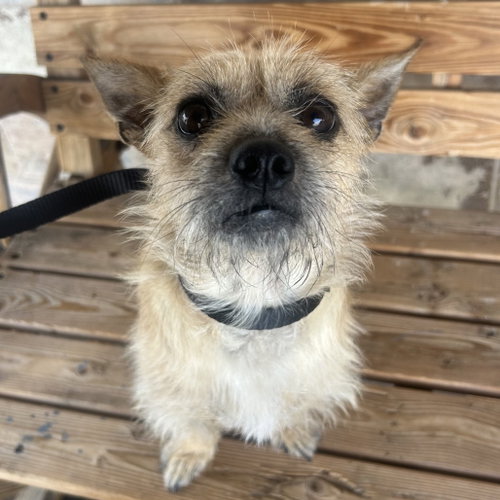 PENELOPE, an adoptable Terrier in Chico, CA
