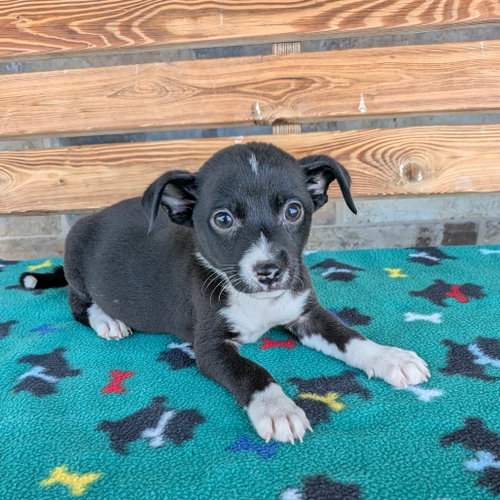 PONGO, an adoptable Chihuahua in Chico, CA
