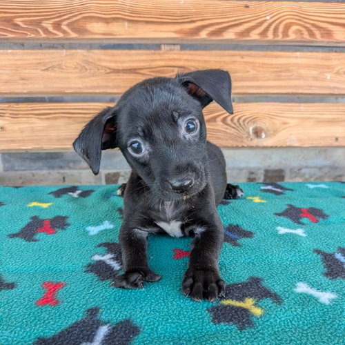 TOES, an adoptable Chihuahua in Chico, CA